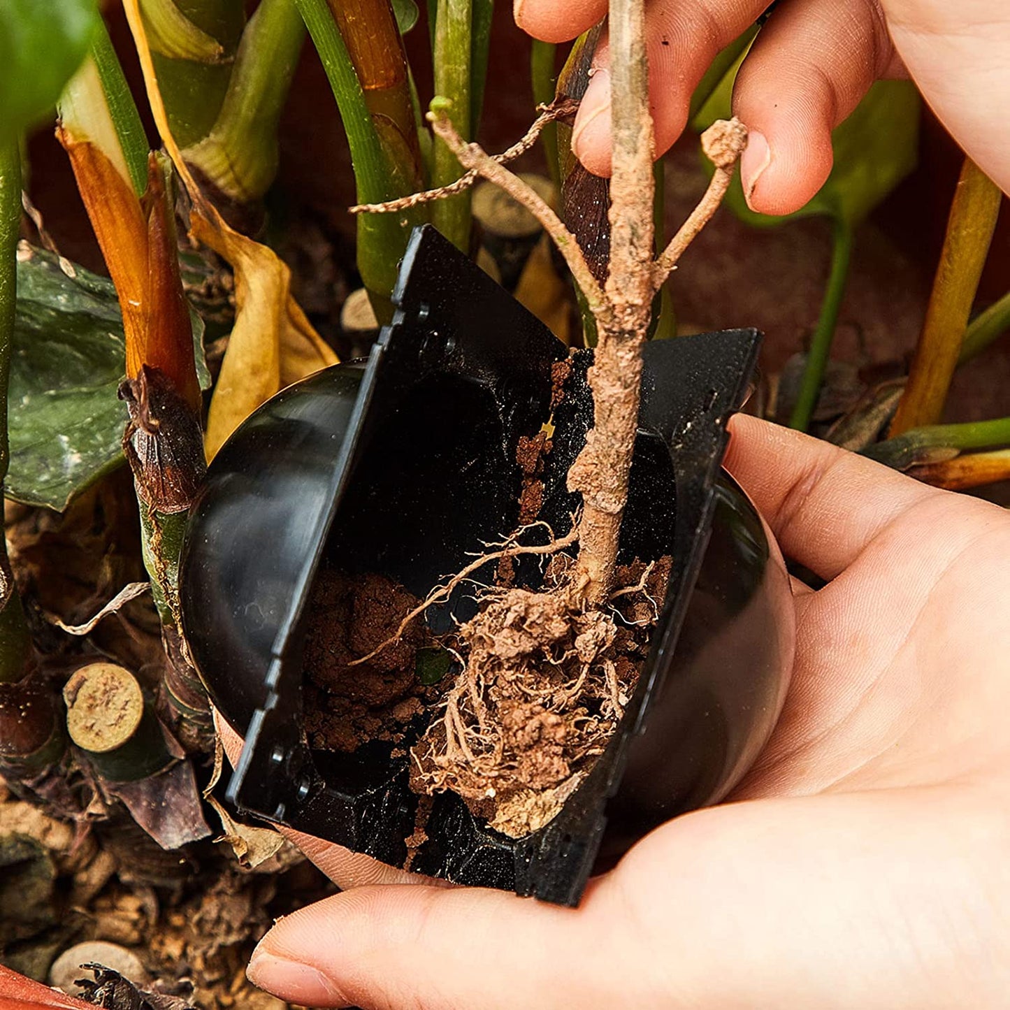 Rootball Plant Wortel Kweekbak - 5 Stuks voor eenvoudig klonen en planten vermeerderen, herbruikbaar plastic, zwart