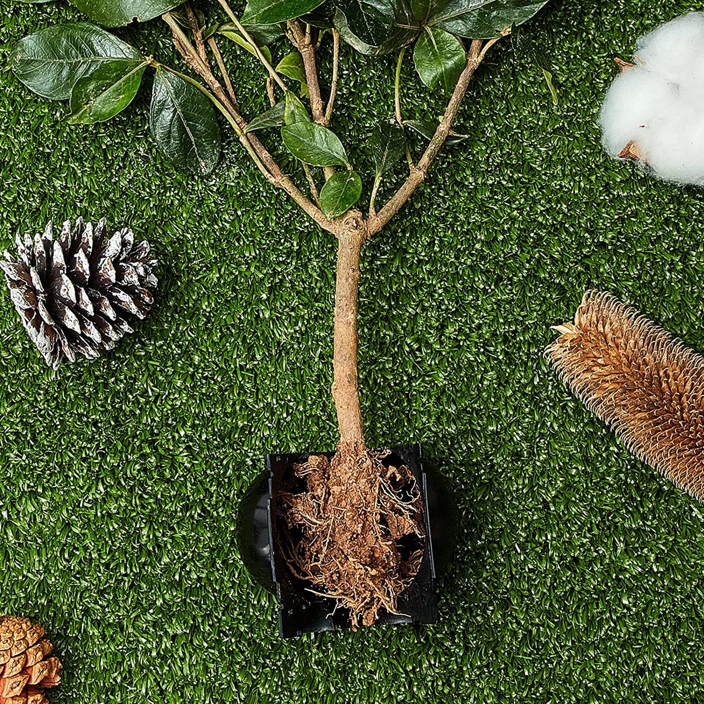 Rootball Plant Wortel Kweekbak - 5 Stuks voor eenvoudig klonen en planten vermeerderen, herbruikbaar plastic, zwart