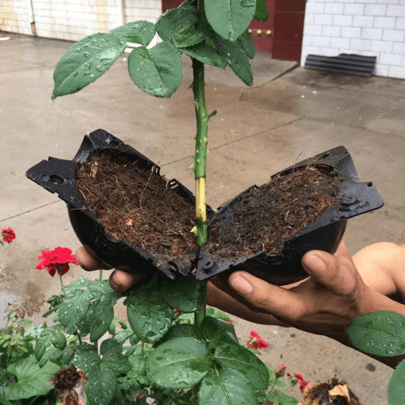 Rootball Plant Wortel Kweekbak - 5 Stuks voor eenvoudig klonen en planten vermeerderen, herbruikbaar plastic, zwart